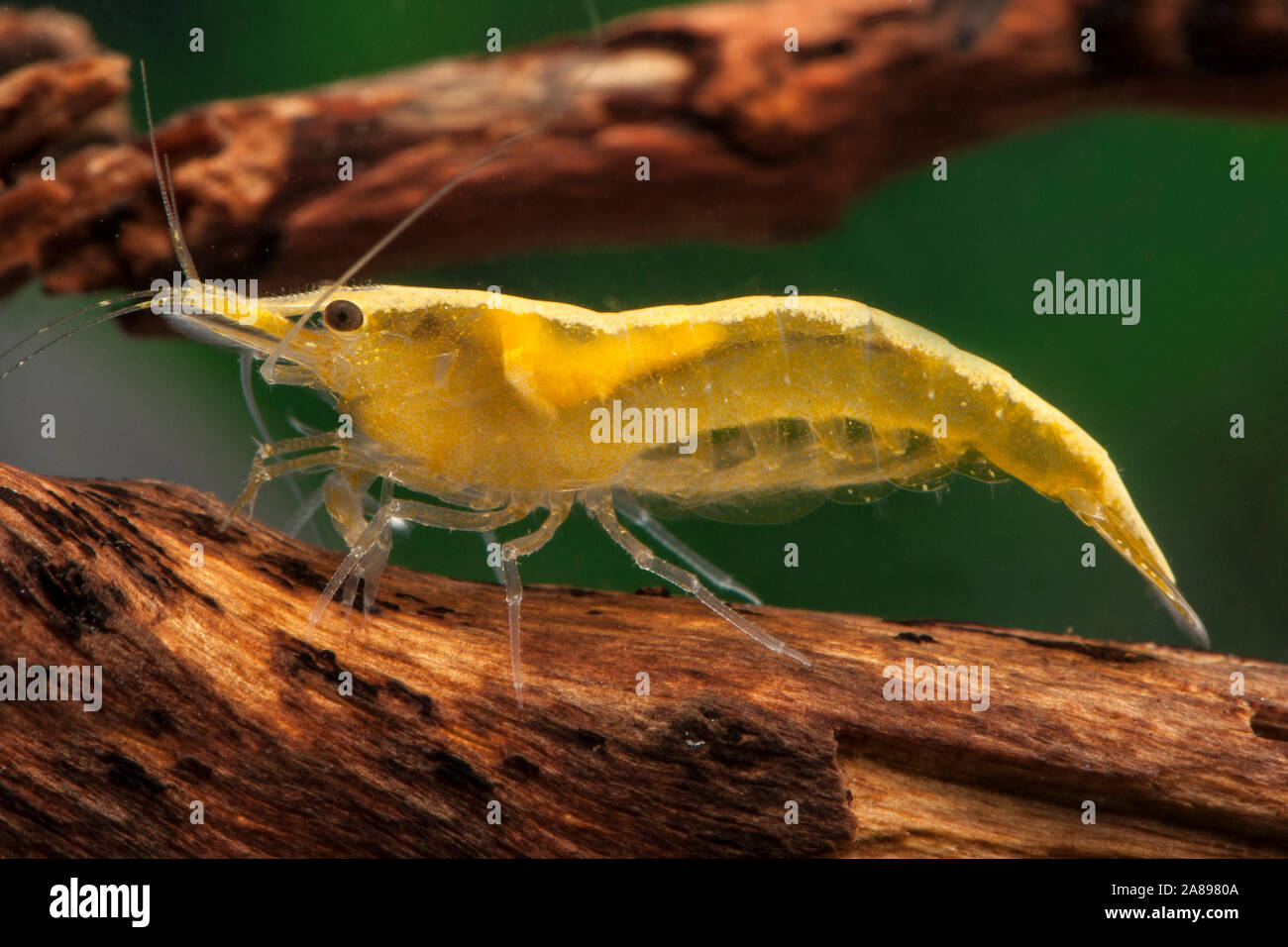Neocaridina davidi,Zwerggarnele,Dwarf shrimp Stock Photo - Alamy
