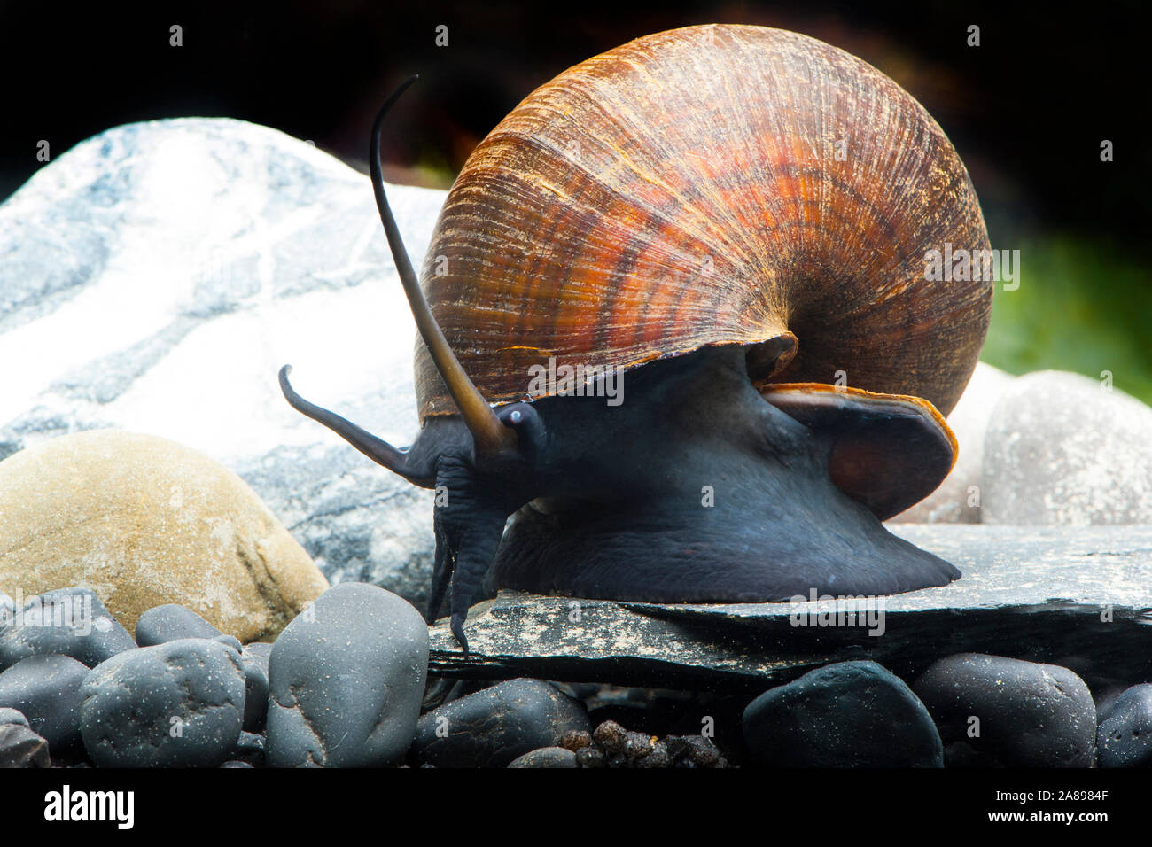 Pila ampullacea,Asiatische Apfelschnecke,Asian Freshwater Snail Stock Photo