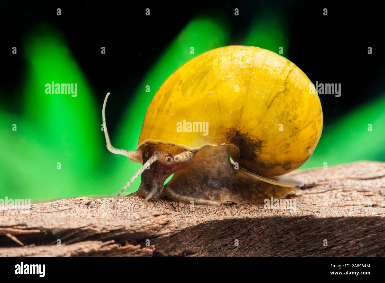 Pila polita,Gelbe Asia-Apfelschnecke,Asian Applesnail Stock Photo