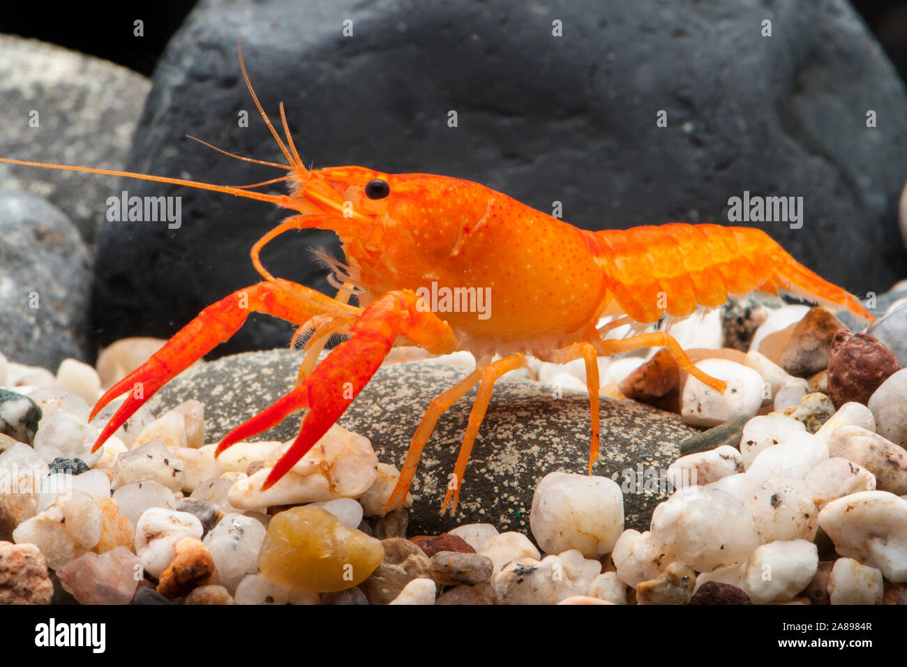 Procambarus clarkii 'Orange',Sumpfkrebs orange,Louisiana crayfish Stock Photo