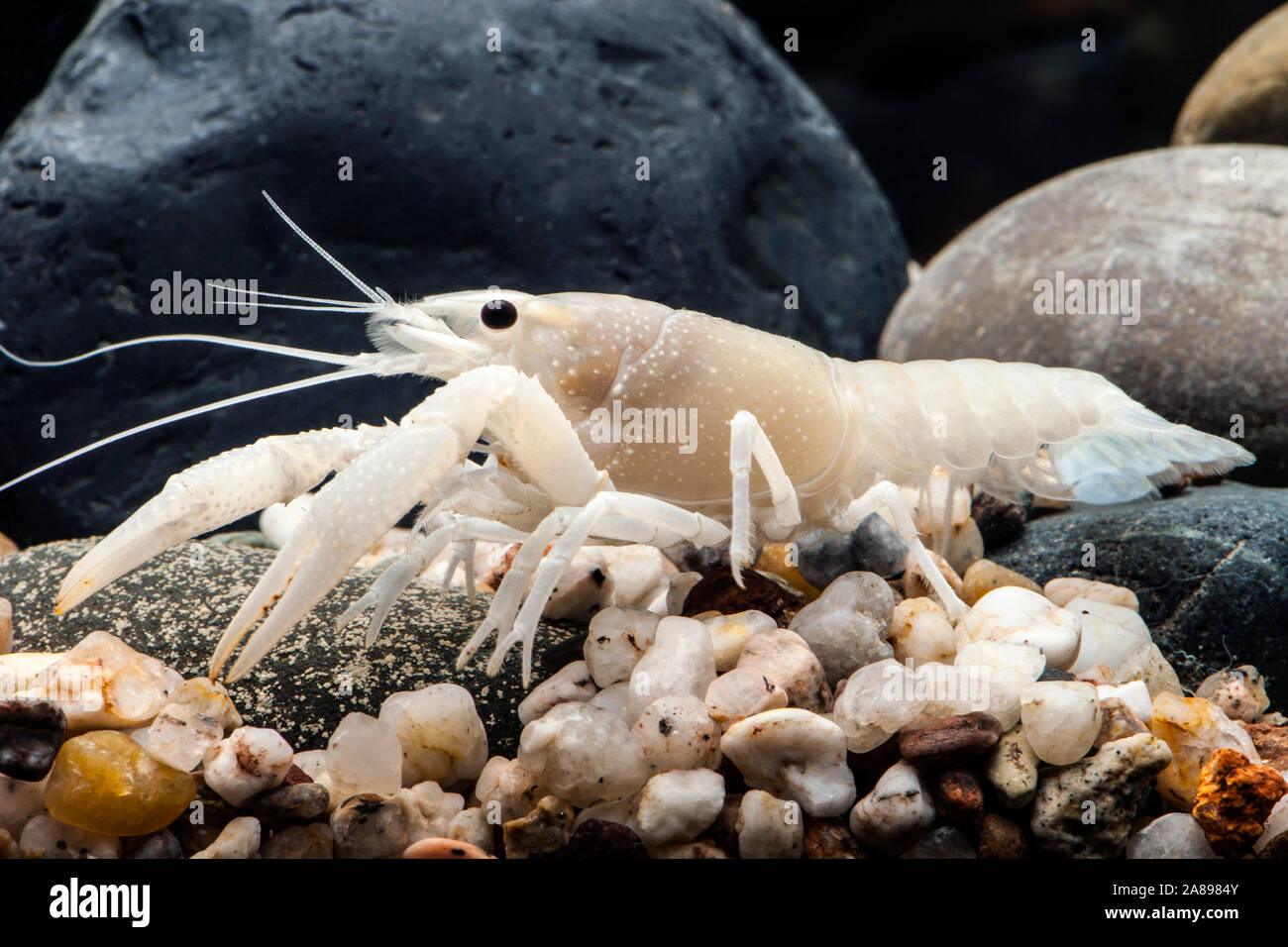 Procambarus clarkii Weiss',Sumpfkrebs Weiss,Louisiana crayfish Stock Photo