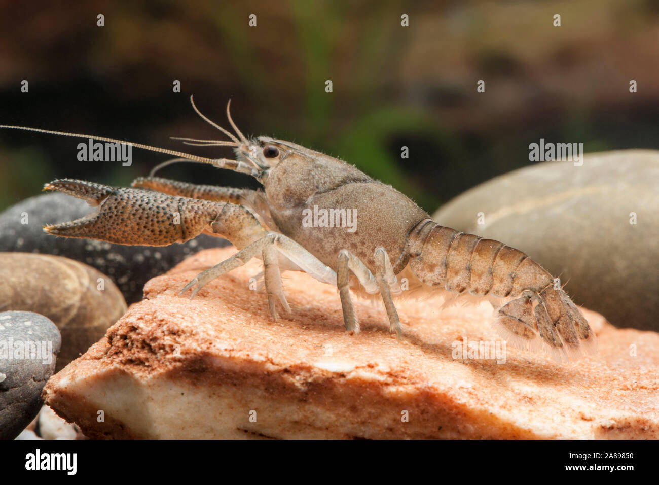 Procambarus vasquezae,Vasquez-Zwergkrebs,Mexican Dwarf Crayfish Stock Photo
