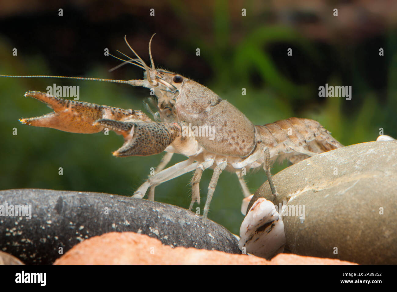 Procambarus vasquezae,Vasquez-Zwergkrebs,Mexican Dwarf Crayfish Stock Photo