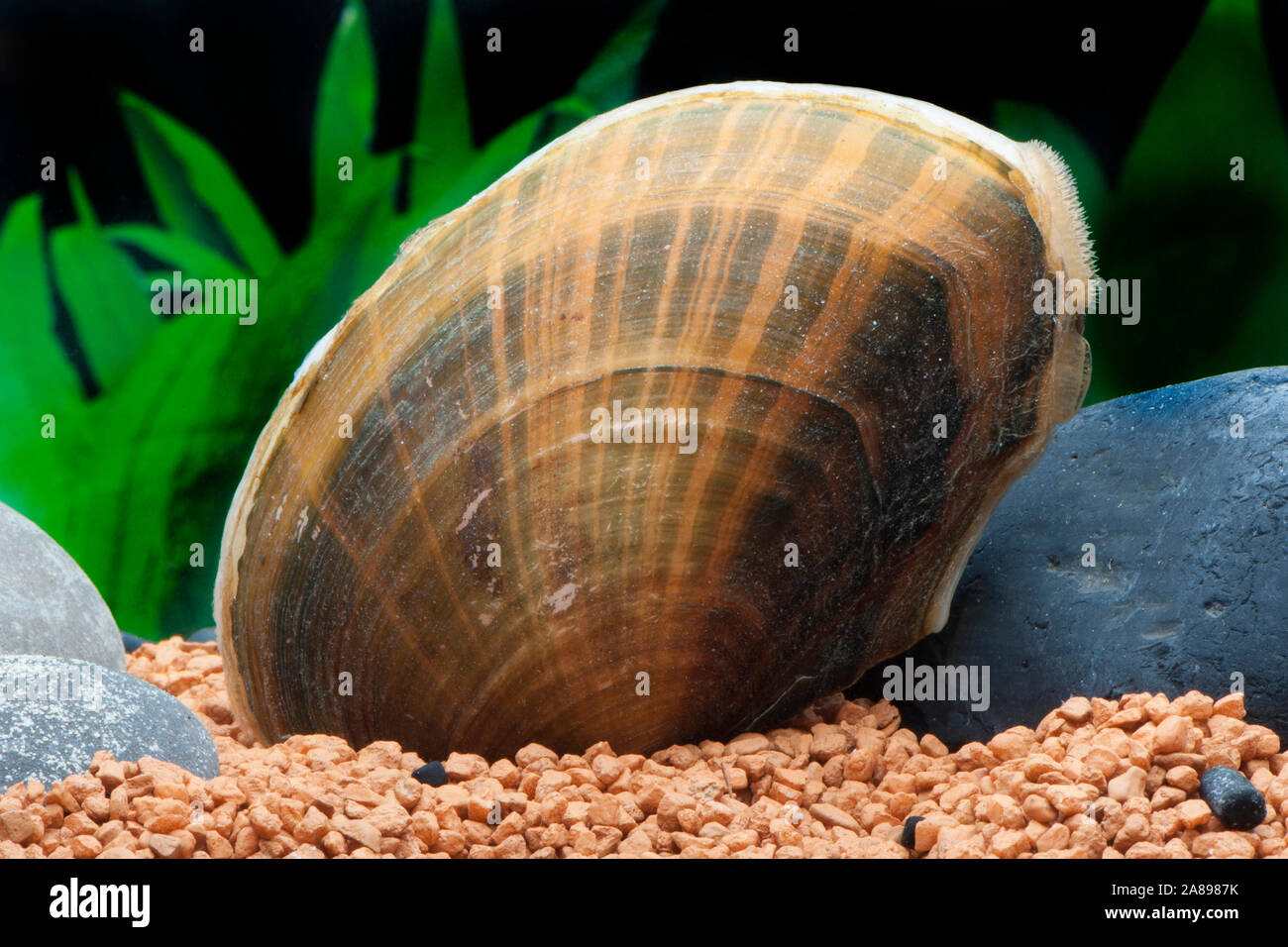 Sinanodonta lauta,Teichmuschel,Pond mussel Stock Photo