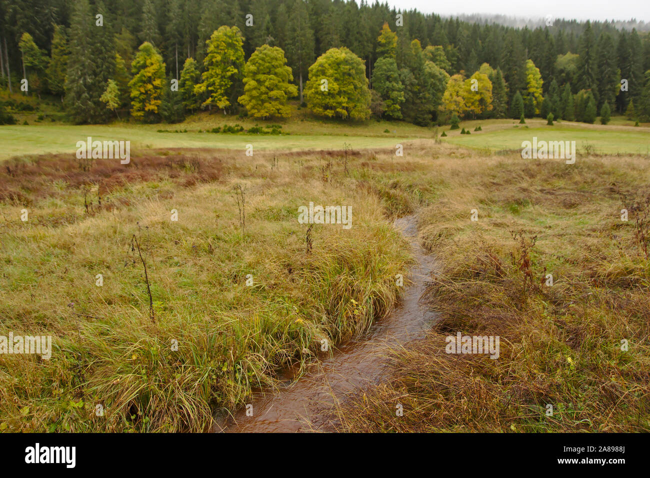 Bog on Krummenbach near Schluchsee,  autumn, Black Forest, Germany Stock Photo