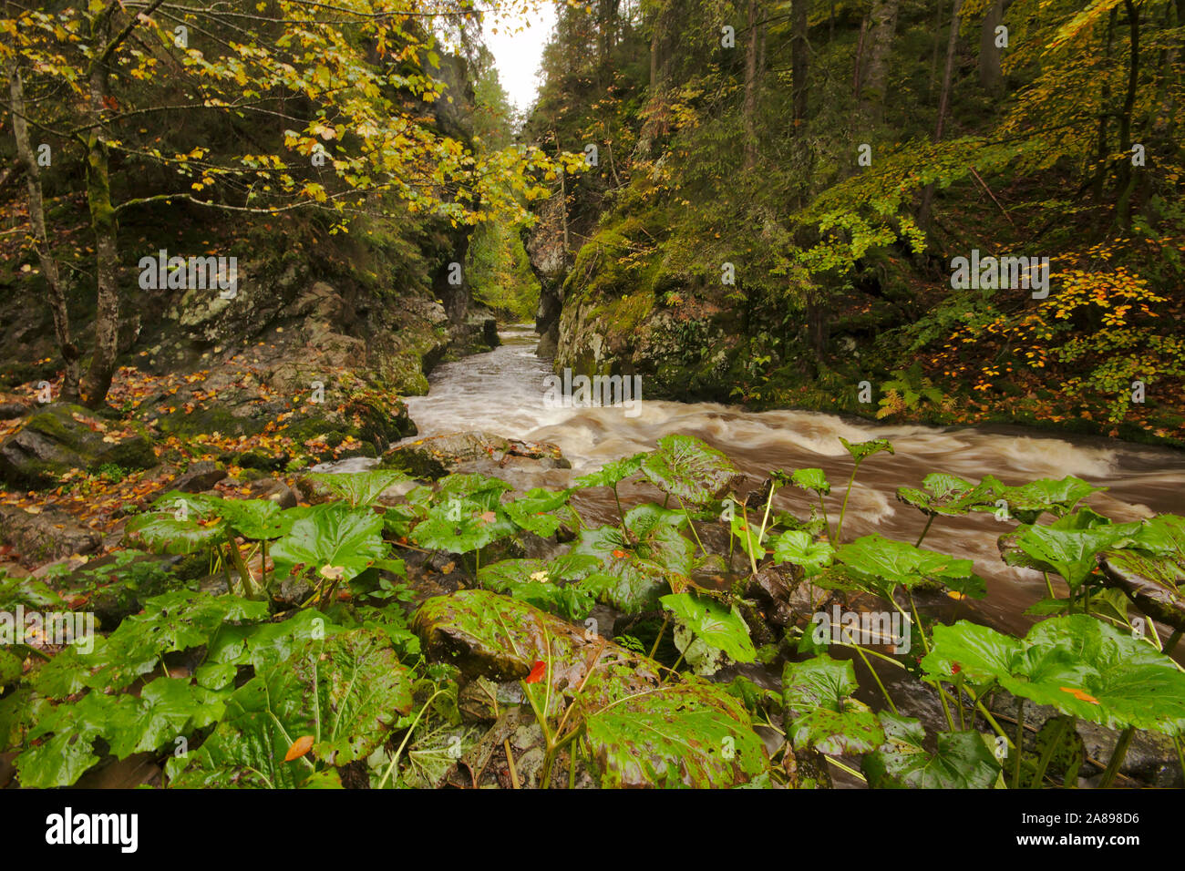 Butterbur with Rechenfelsen in Haslachschlucht near Lenzkirch,  autumn, Black Forest, Germany Stock Photo