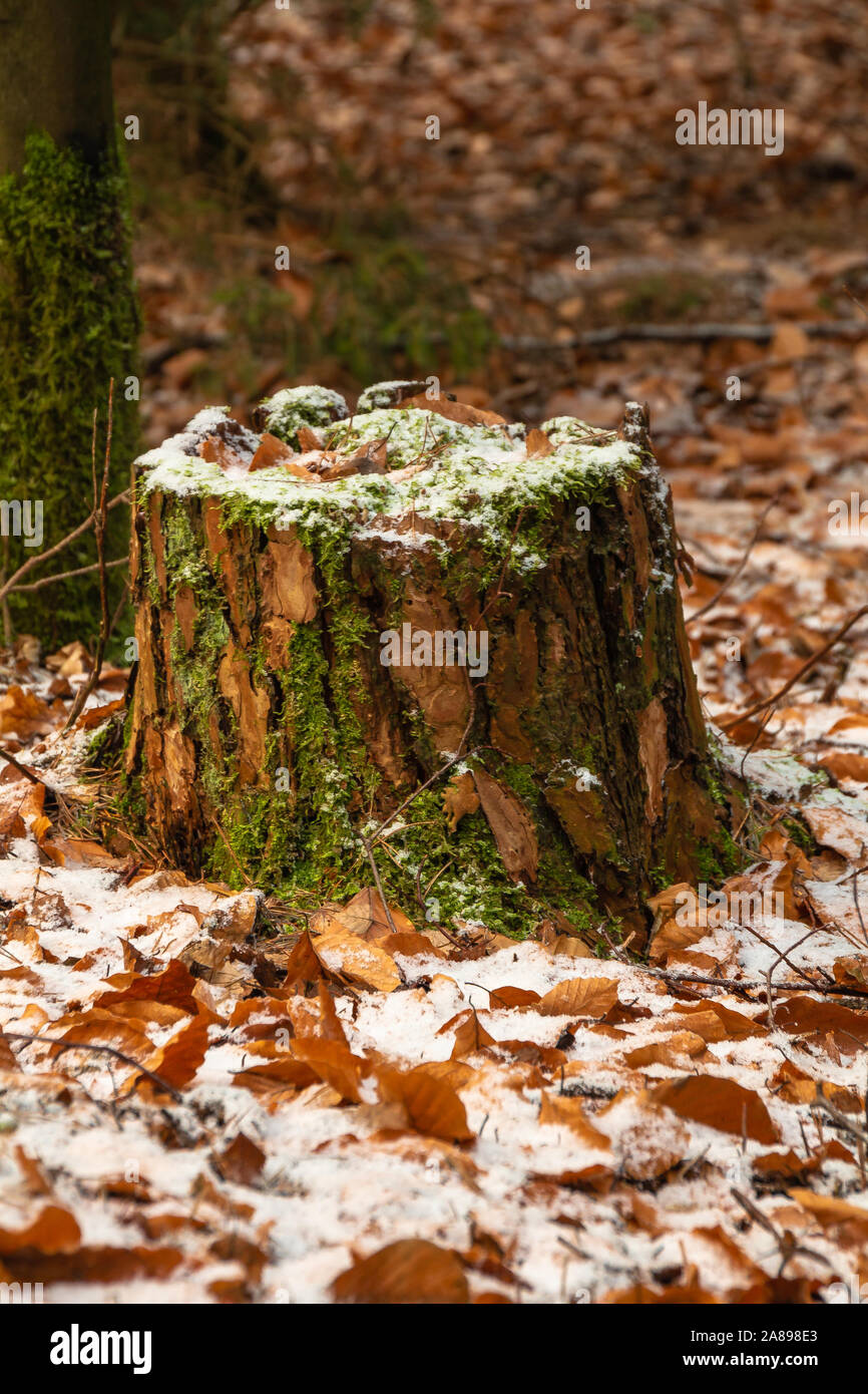 Baumstumpf mit Schnee und Moos Stock Photo
