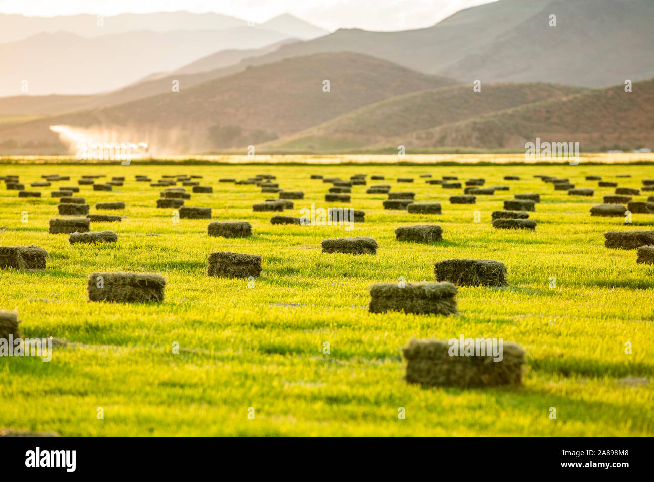 Hay bales in field in hires stock photography and images Alamy