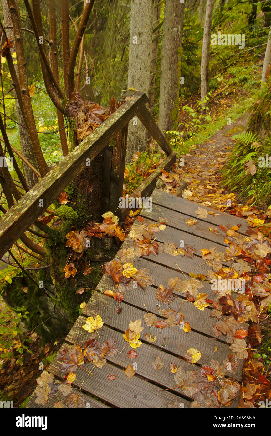 Leaves on the path of Haslachschlucht,  autumn, Black Forest, Germany Stock Photo