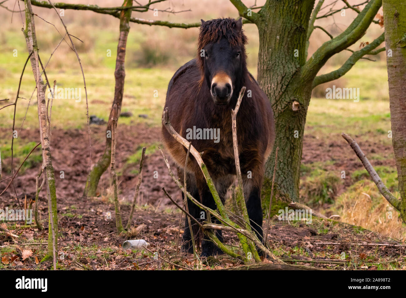 Exmoor Pony zwischen Bäumen im Naturschutzgebiet Rhäden Stock Photo