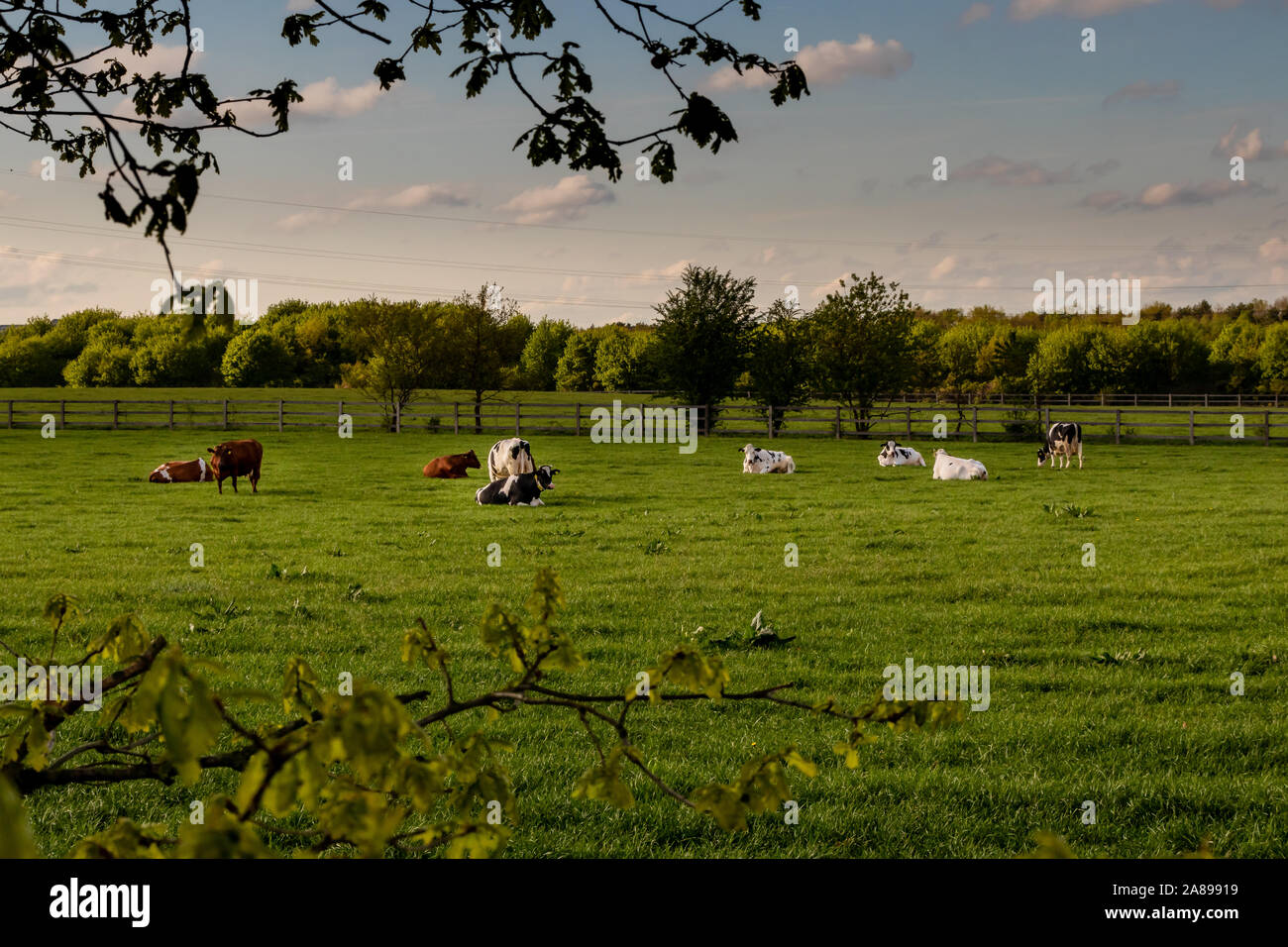 Verschieden farbige Kühe auf Wiese Stock Photo