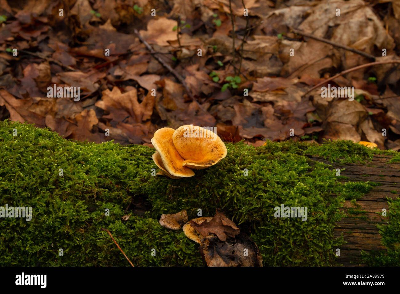 Pilz auf Baumstamm mit Moos im Hintergrund Laub Stock Photo