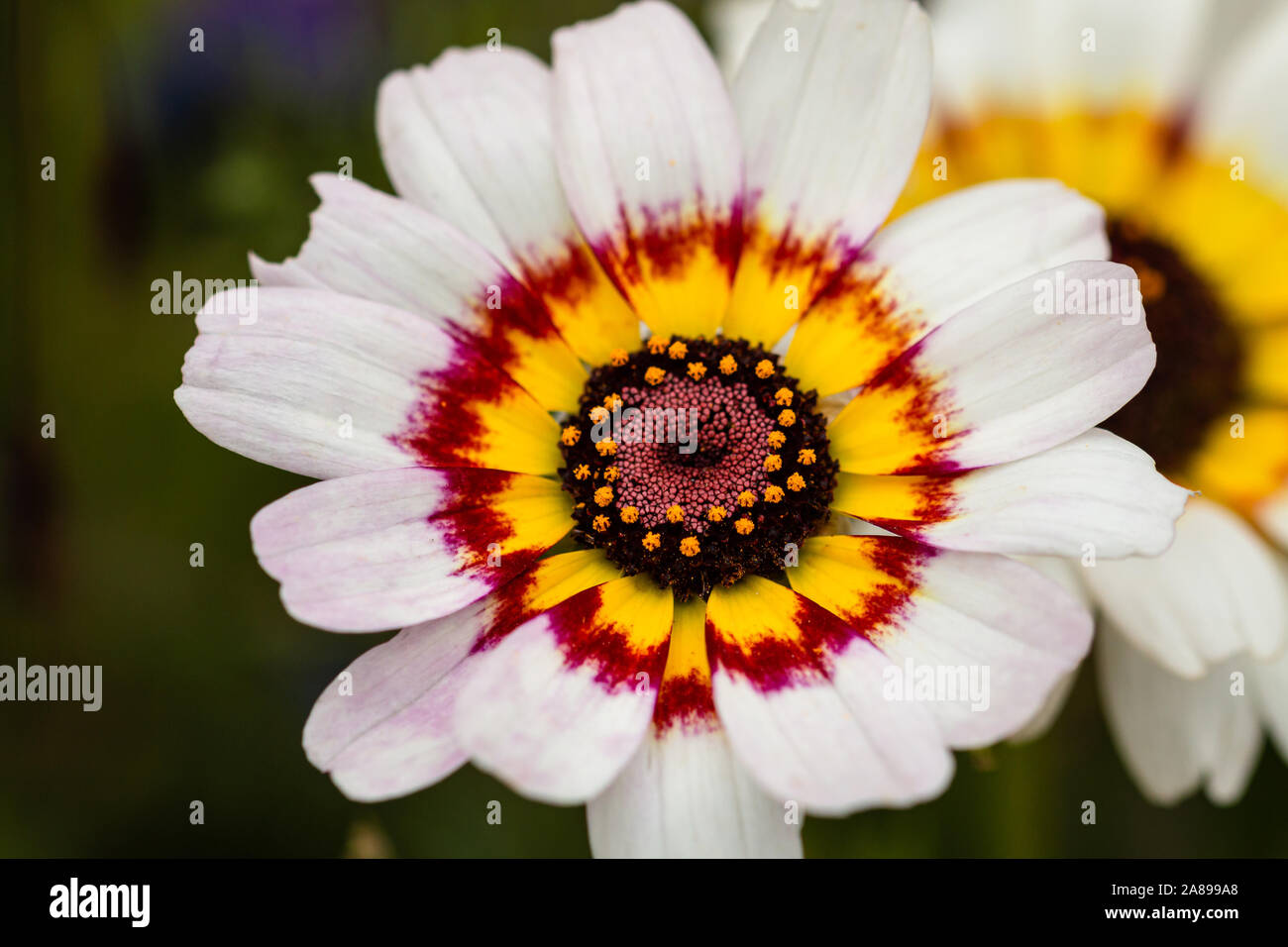 Schöne Blumenblüte Makro Hintergrund unscharf Stock Photo