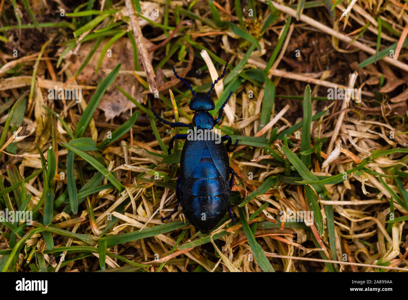 Schwarzblauer Ölkäfer im Gras Draufsicht Stock Photo