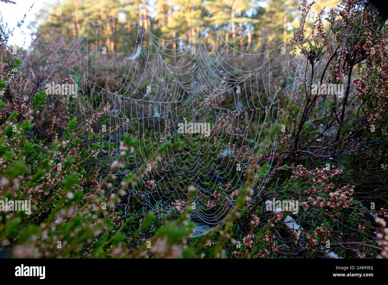 Spinnennetz zwischen Besenheide mit Tautropfen Stock Photo