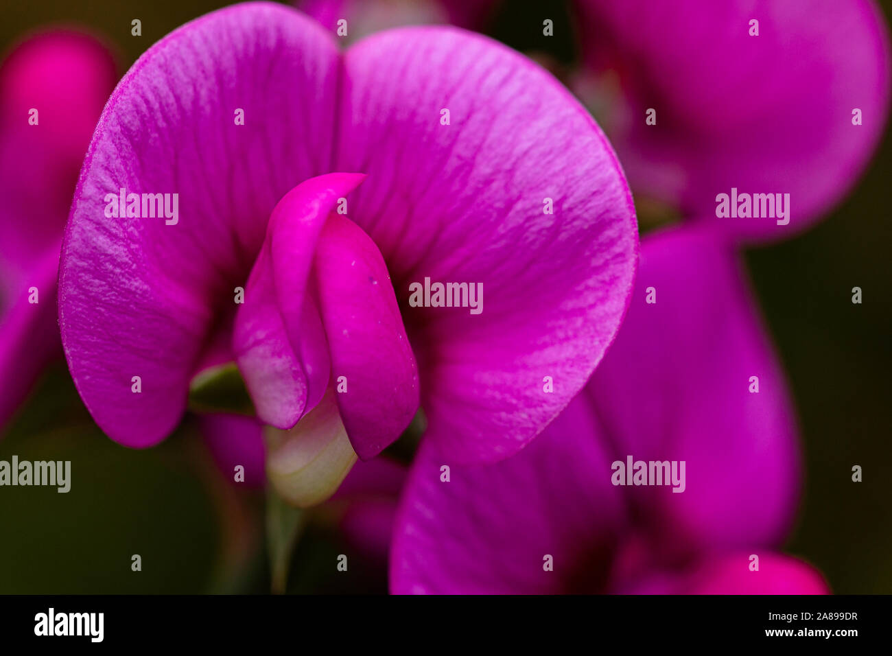 Strandplatterbsen Blüte Makro Hintergrund unscharf Stock Photo