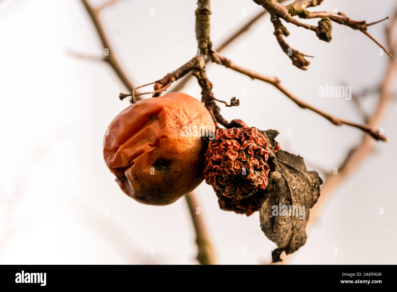 Verfaulte Äpfel an einen Zweig Stock Photo