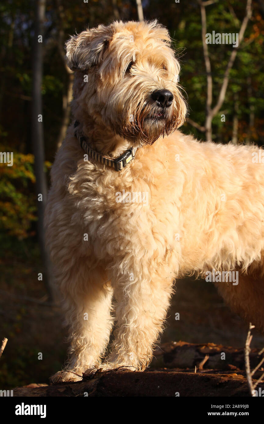 soft coated wheaten terrier stuffed animal