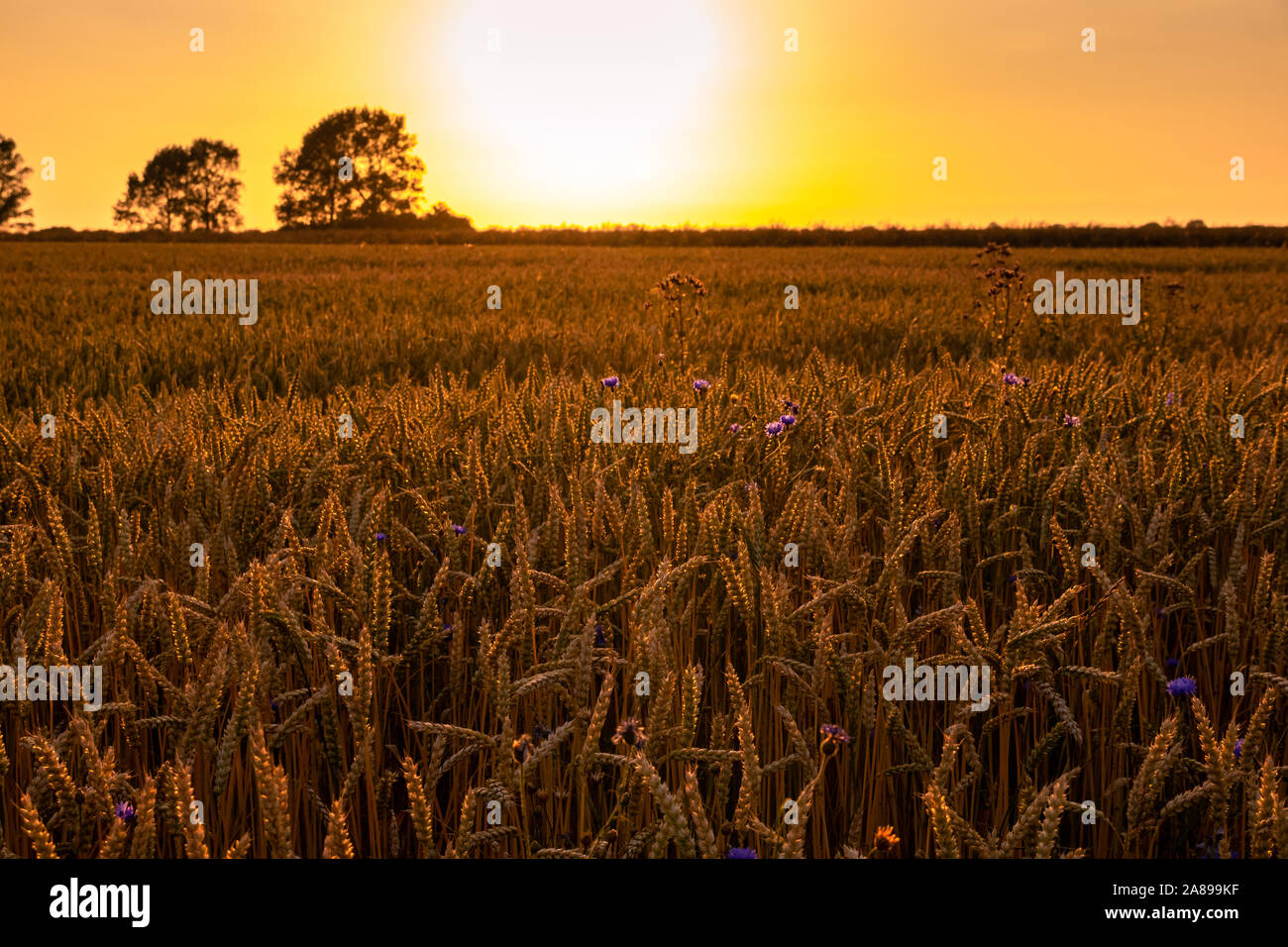 Weizenfeld mit Kornblumen im Sonnenuntergang Stock Photo
