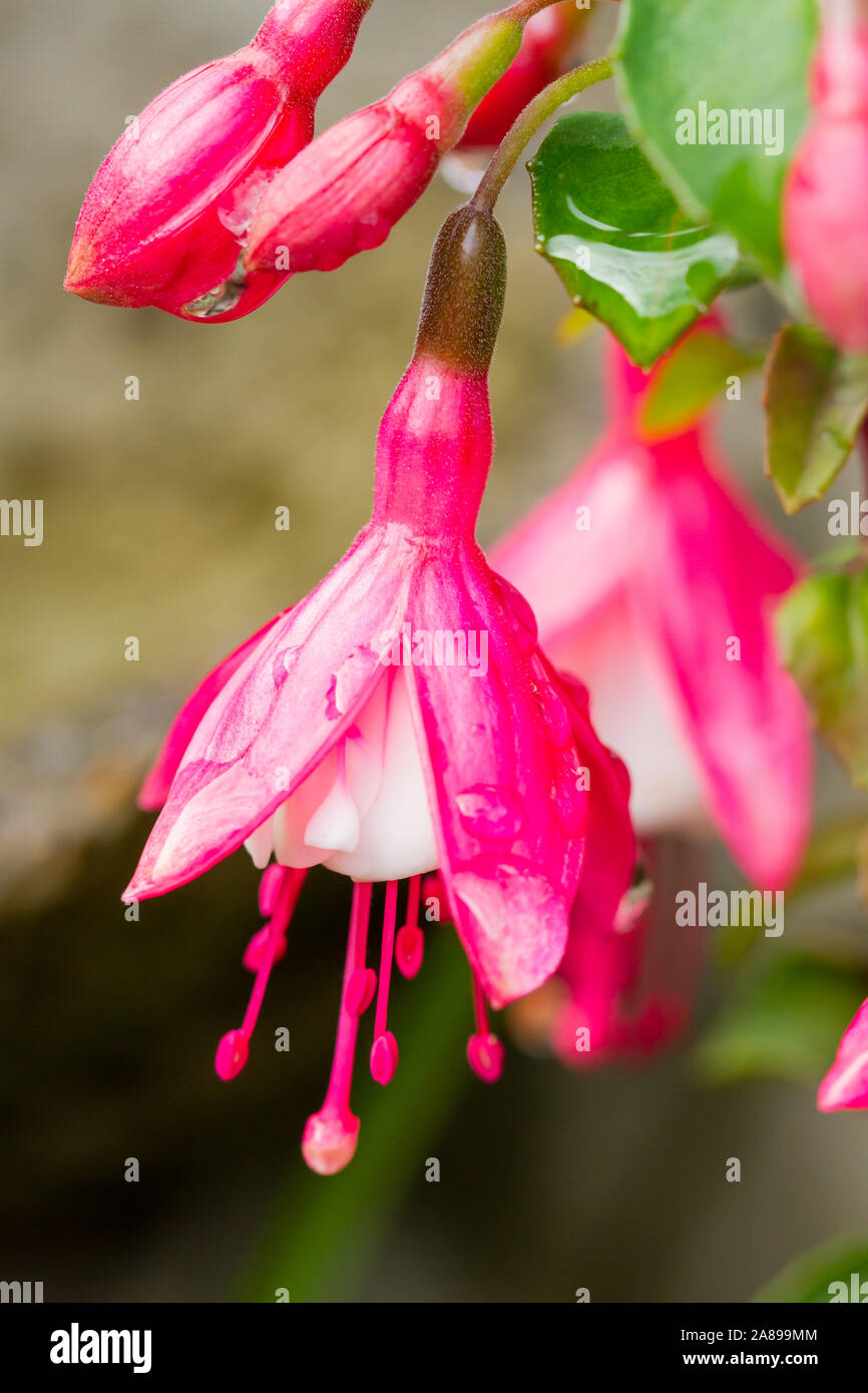 Fuchsia 'Lady-Thumb' variety closeup, flowering in autumn, UK Stock Photo