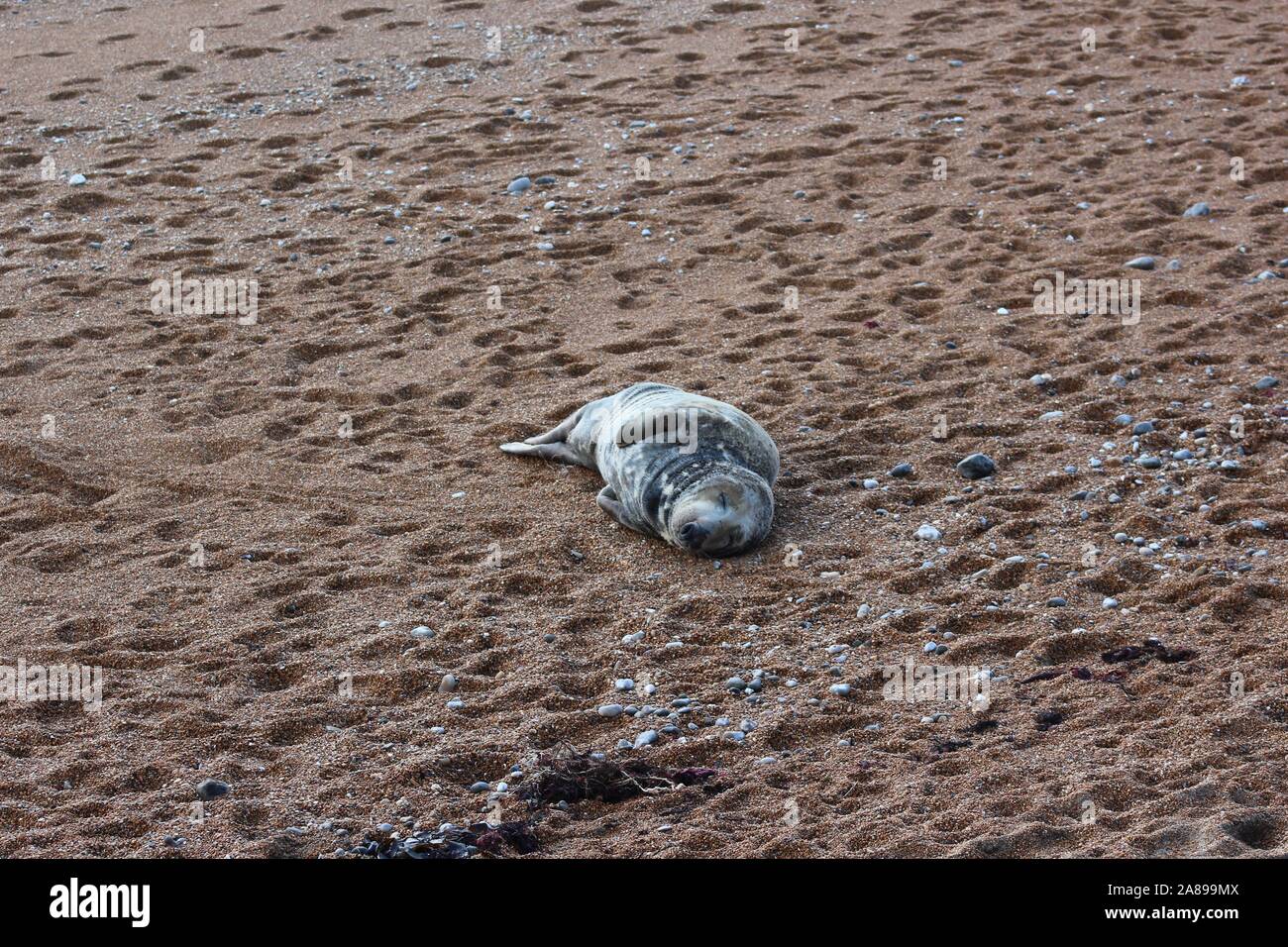 Ventnor, Isle of Wight. November 7 2019: Ol' Grumpy a grey seal visits Ventnor Beach, Isle of Wight, UK. Credit: Katherine Da Silva Stock Photo