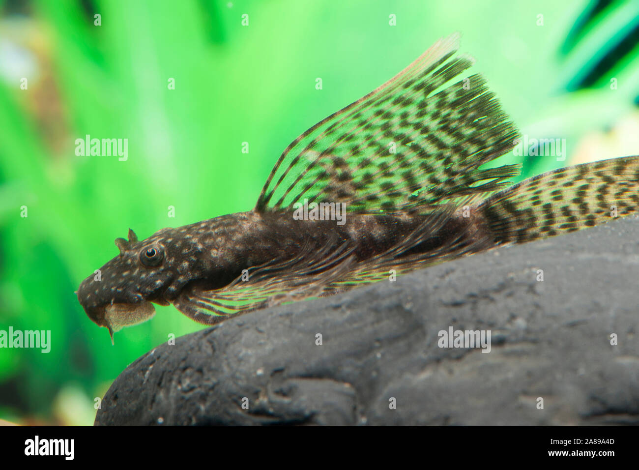 Ancistrus dolichopterus Schleier,Blauer Antennenwels,Bristlemouth catfish Stock Photo