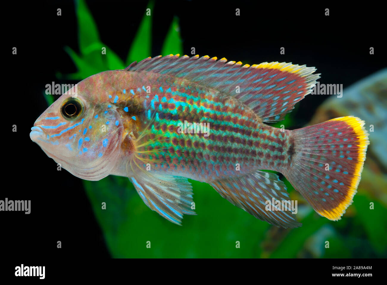 Terreur Verte (Andinoacara Rivulatus) main image 0