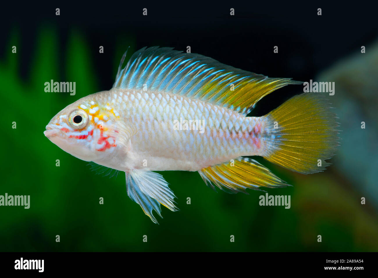 Apistogramma borelli Opal,Borellis Zwergbuntbarsch,Umbrella dwarf