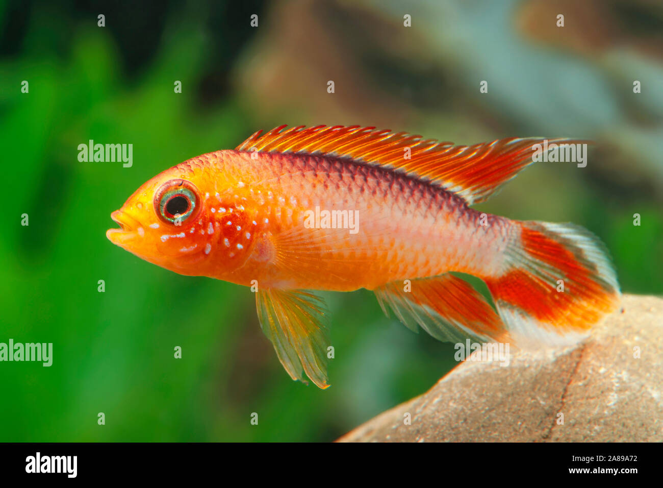 Apistogramma cacatuoides Superred,Kakadu-Zwergbuntbarsch,Cockatoo dwarf Cichlid Stock Photo