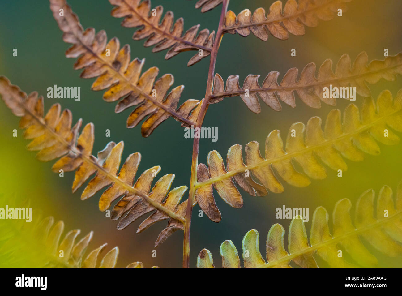 Gorgeous ferns in autumn season Stock Photo - Alamy