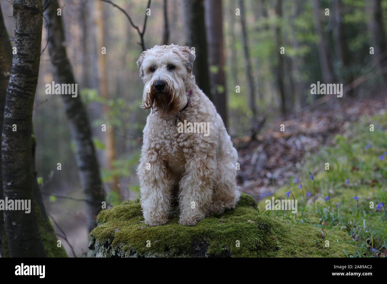 soft coated wheaten terrier stuffed animal