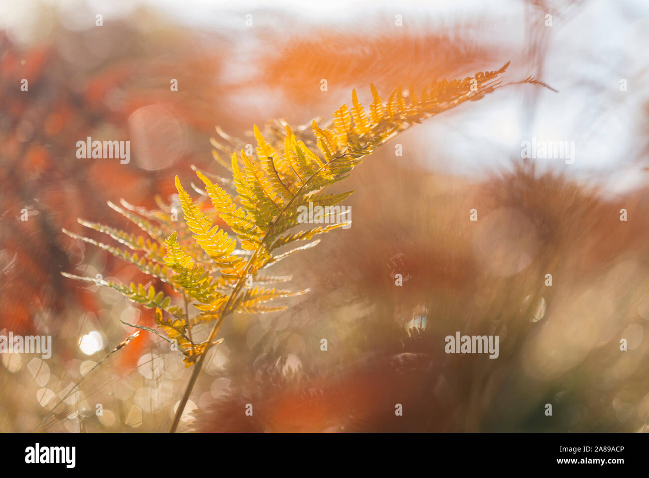 ferns in autumn season Stock Photo Alamy