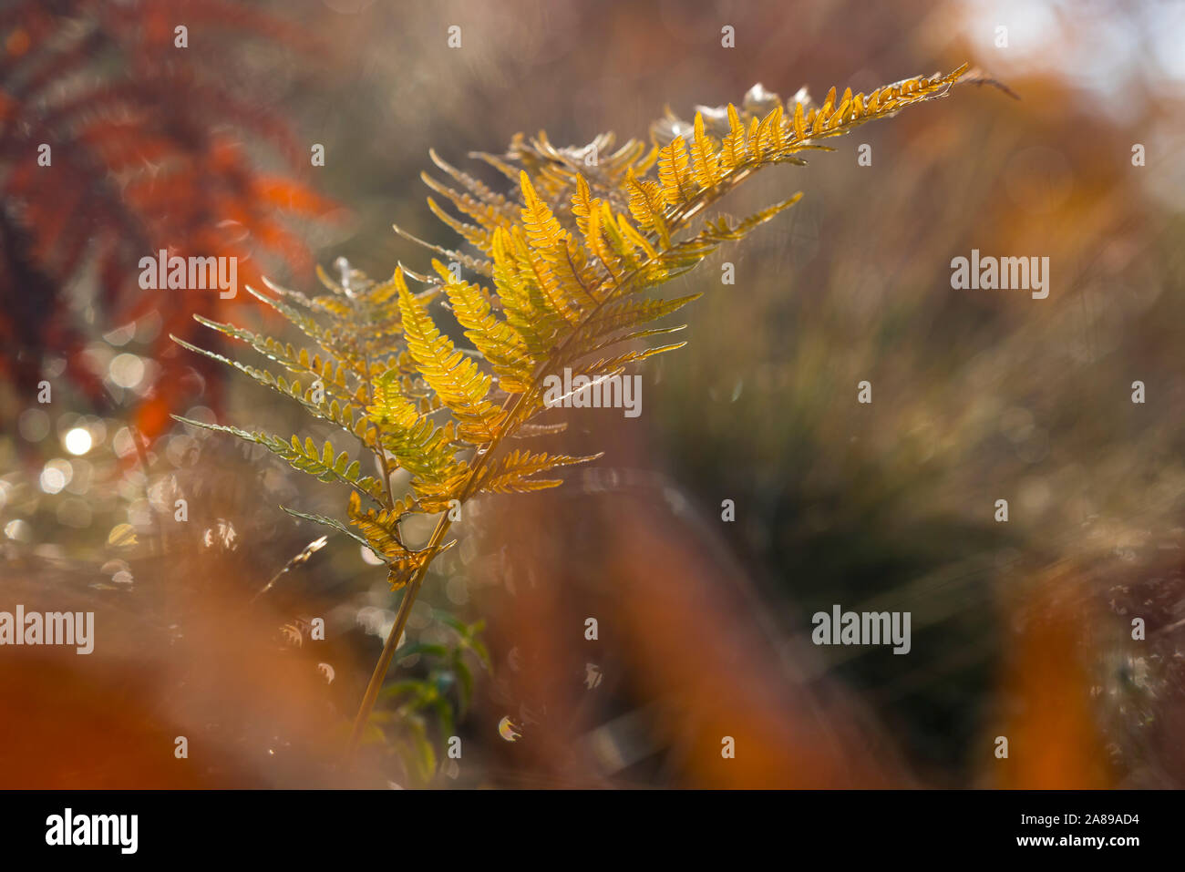 ferns in autumn season Stock Photo Alamy