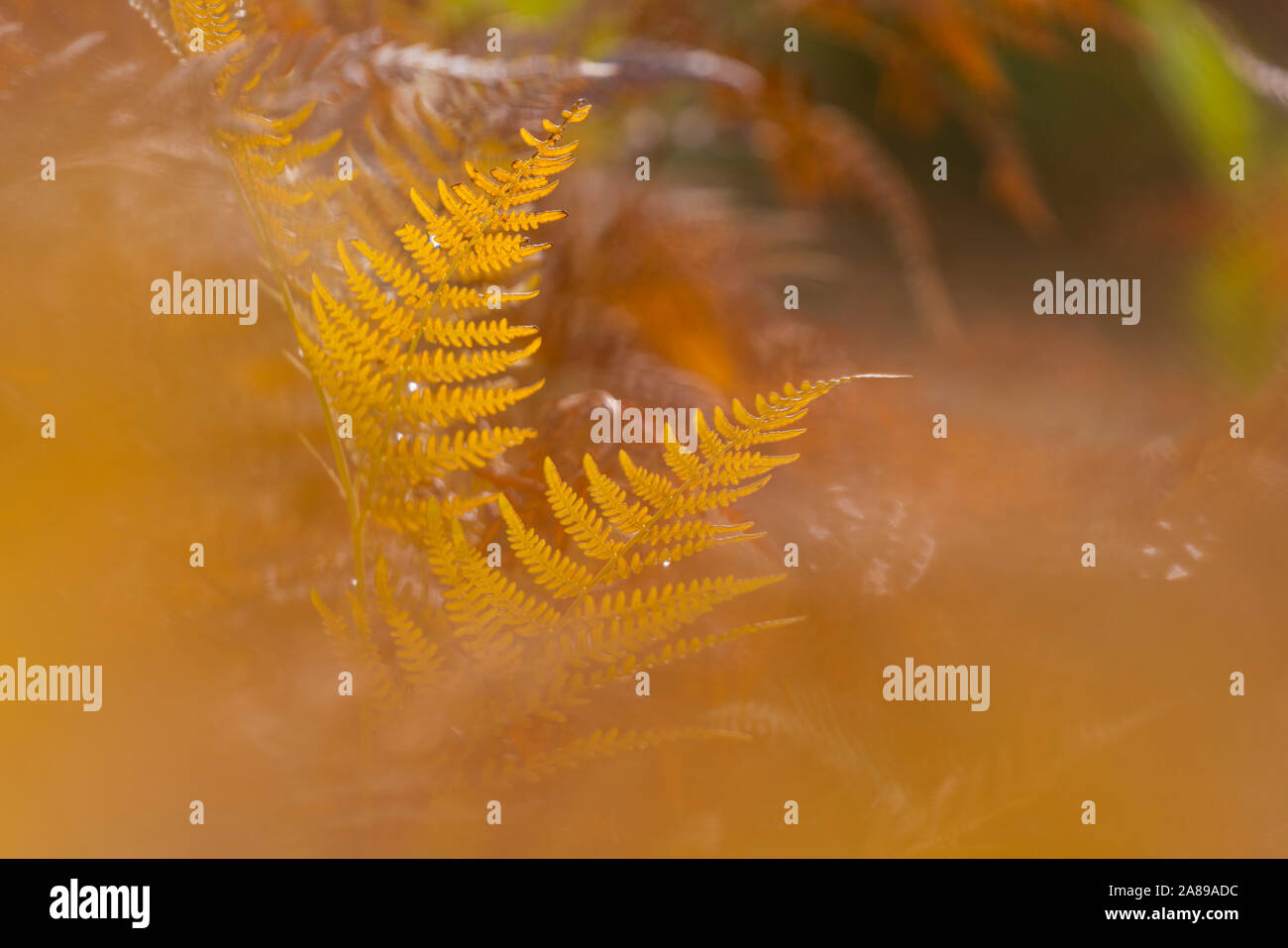 Delicate ferns hires stock photography and images Alamy