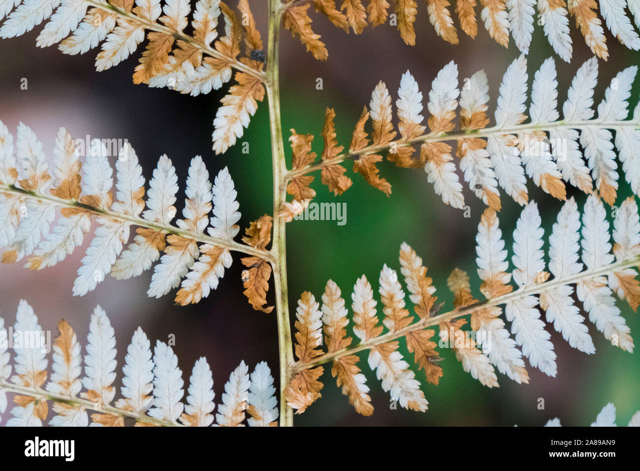 ferns in autumn season Stock Photo Alamy