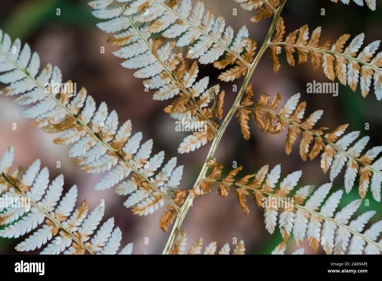 beautiful-wild-ferns-hi-res-stock-photography-and-images-alamy