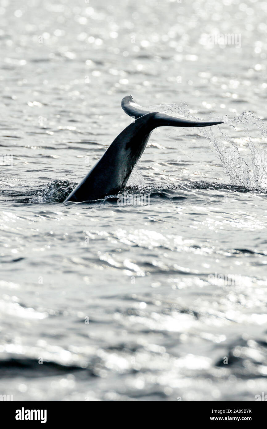 Delfin, Grosser Tümmler, Tursiops truncatus Stock Photo