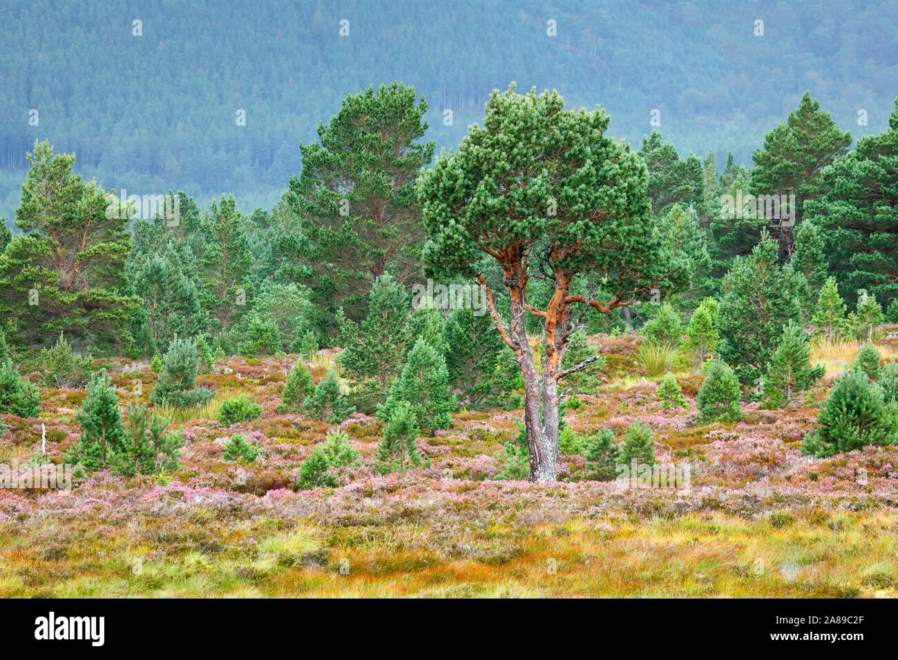 Waldkiefer, Cairngorms N.P., Schottland Stock Photo