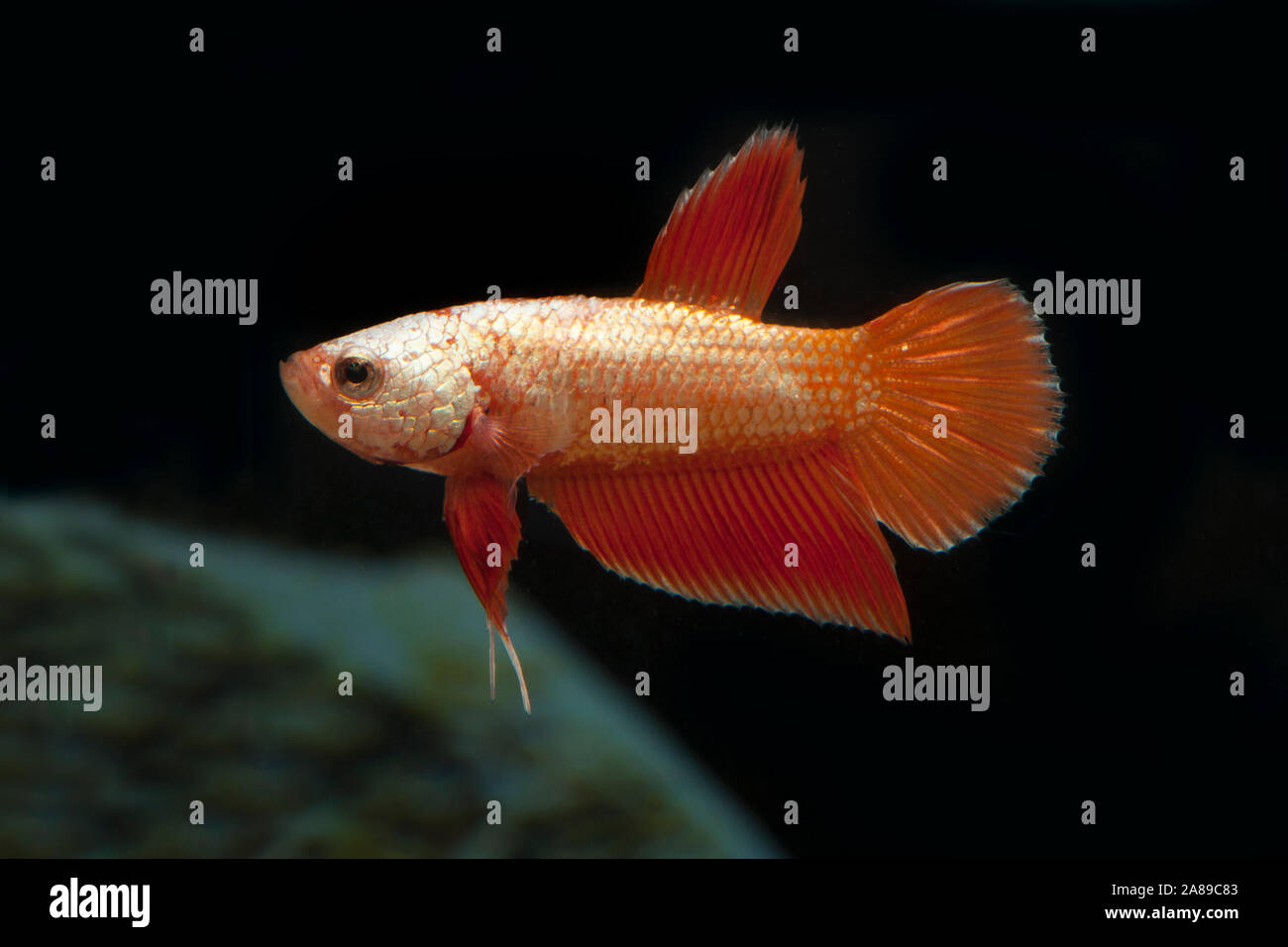 Betta splendens Short Tail Orange Dragon,Siamesischer Kampffisch,Siamese fighter Stock Photo