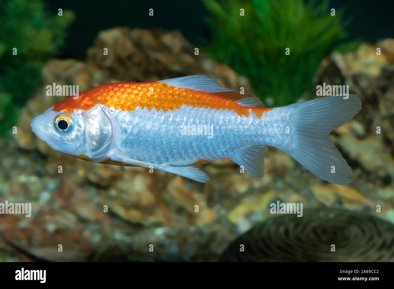 Carassius auratus Sarasa Komet,Goldfisch,Goldfish Stock Photo
