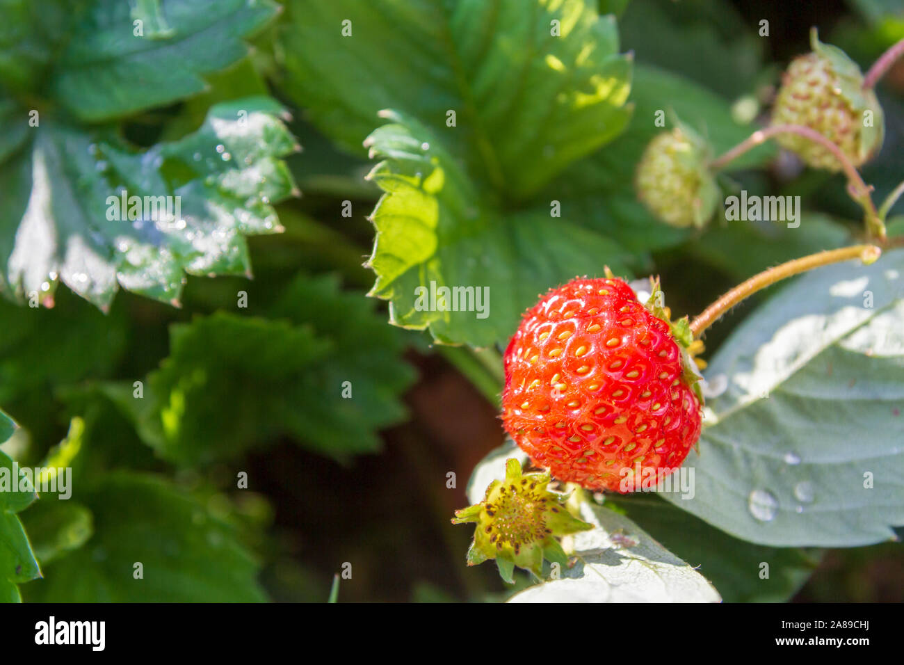 Red ripe strawberries grow in the garden in the summer Stock Photo - Alamy