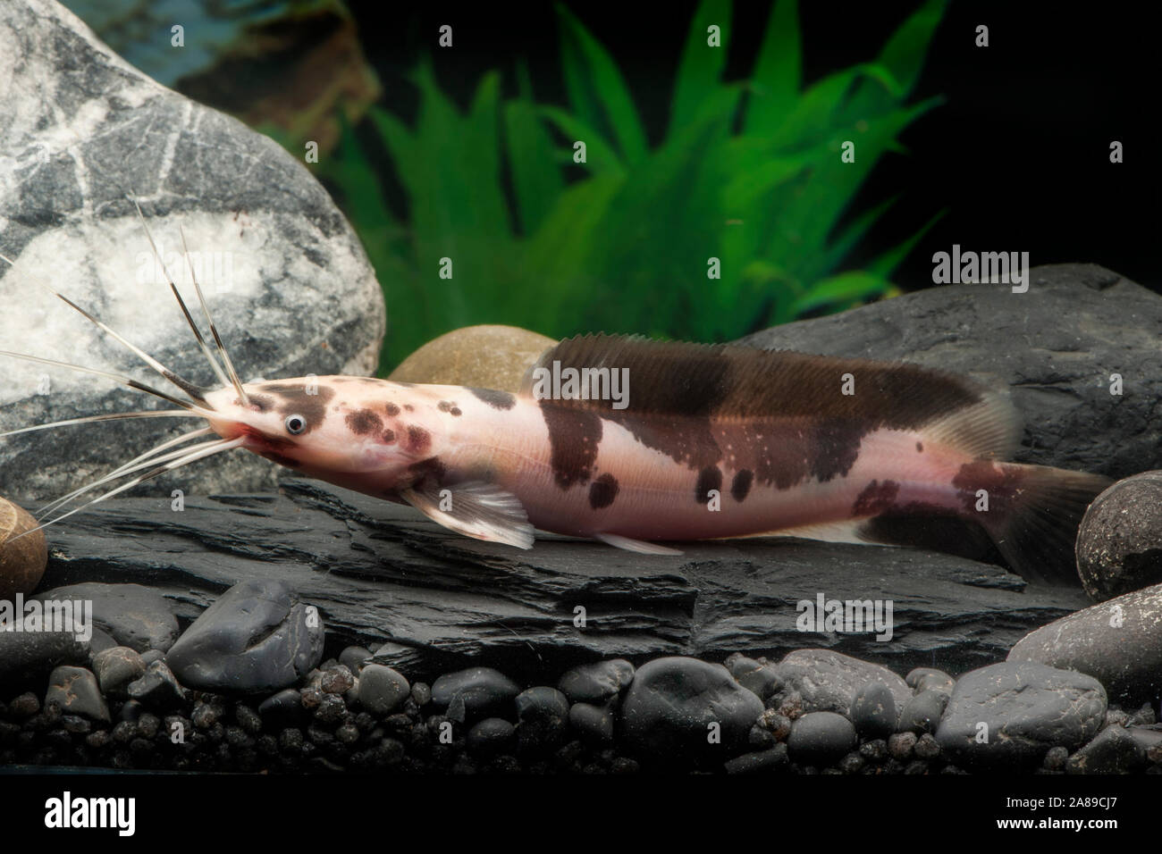 Clarias batrachus Marmor,Froschwels,Marbled Broadmouth catfish Stock Photo