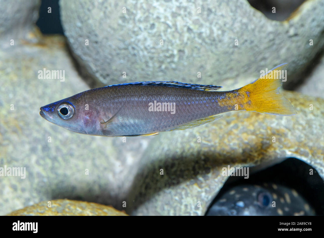Cyprichromis leptosoma Mpulungu,Schlanker Cyprichromis,Slender Cichlid Stock Photo