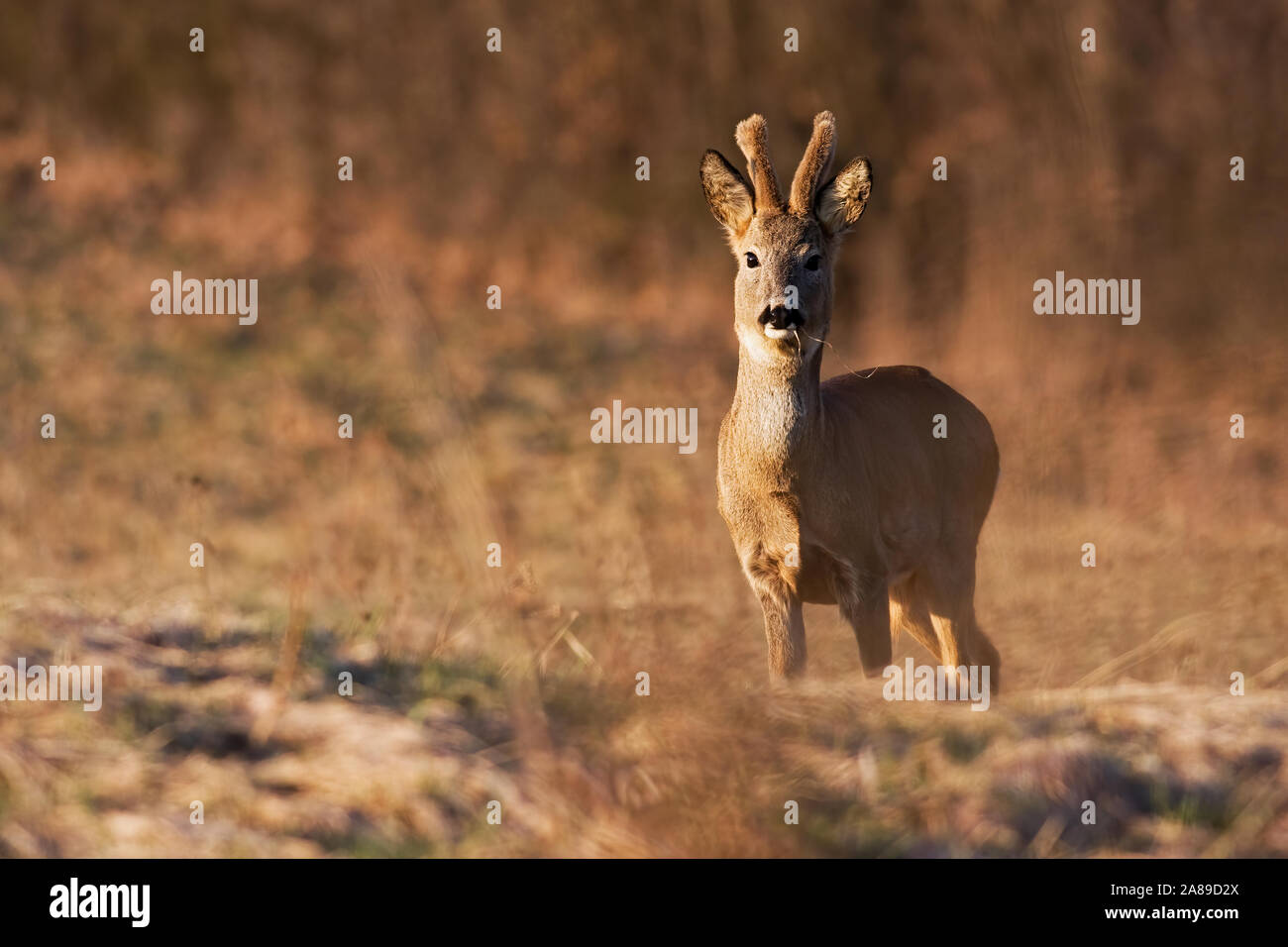 A young roe deer buck eating grass on the spring meadow Stock Photo