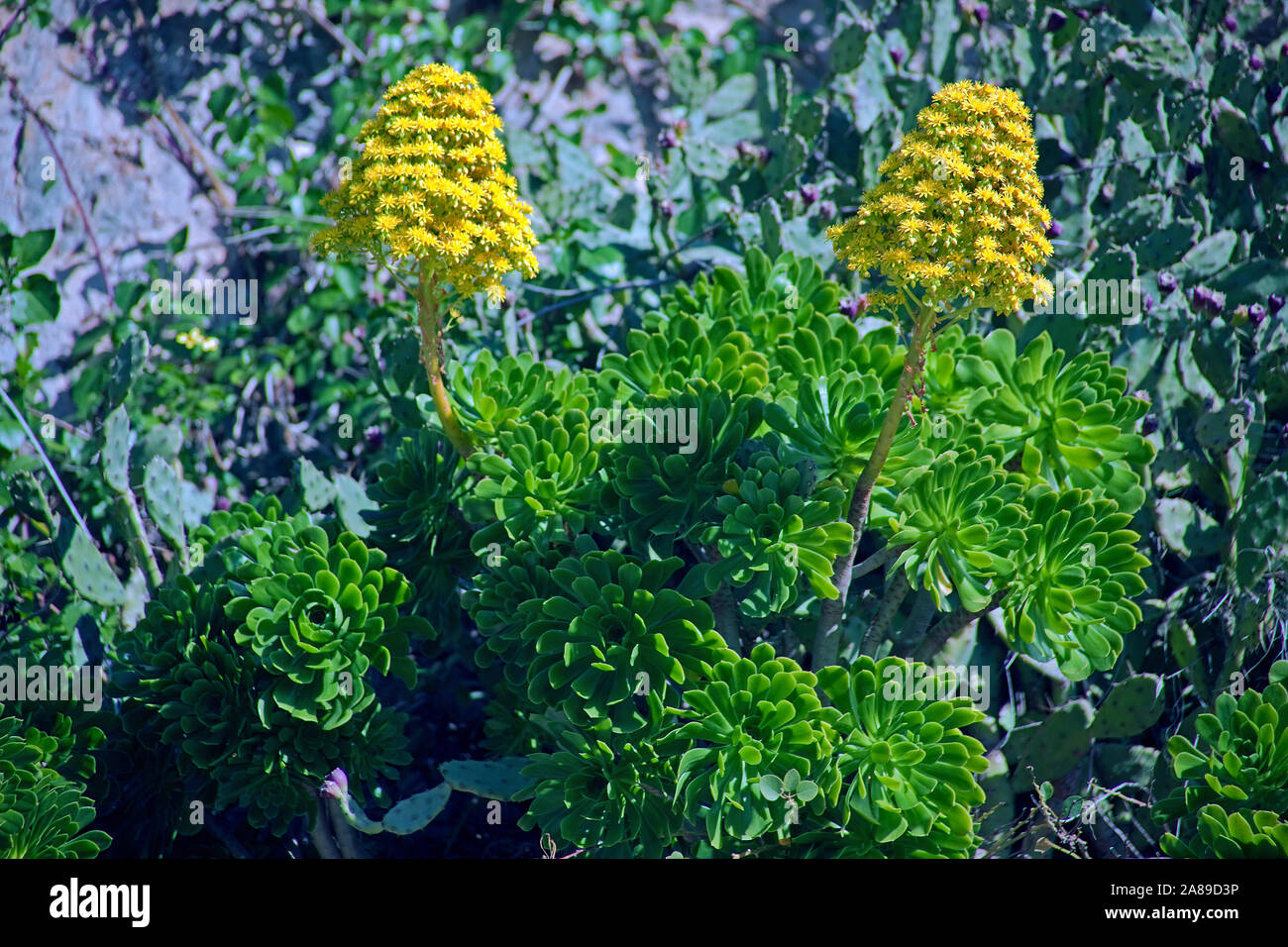 Dwarf-shrub (Aeonium arboreum), Valldemossa, region Comarca, Serra de Tramuntana, Mallorca, Balearic islands, Spain Stock Photo