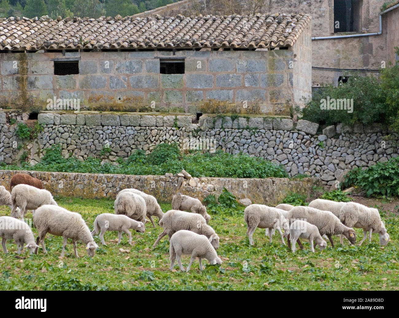 Sheeps grazing on a meadow, domestic sheep (Ovis orientalis aries), Algaida, Mallorca, Balearic islands, Spain Stock Photo