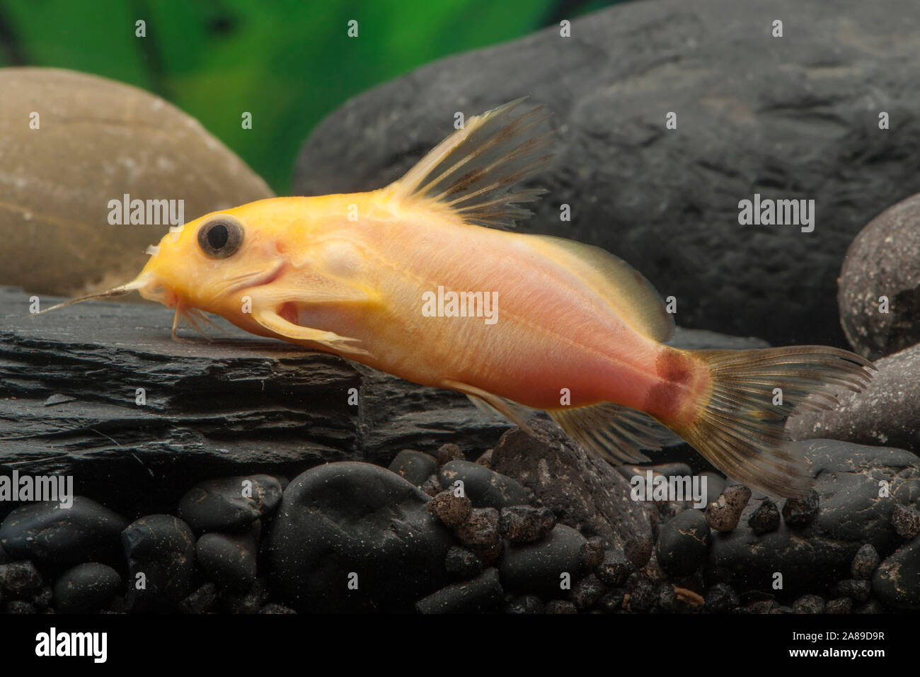Synodontis nigrita Gold,Rueckenschwimmer Kongowels,Nigerian upside down catfish Stock Photo
