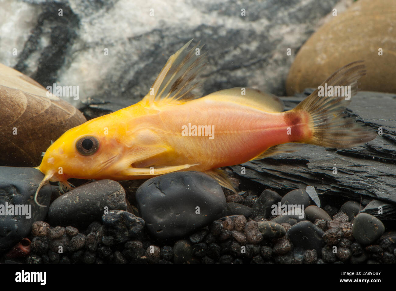 Synodontis nigrita Gold,Rueckenschwimmer Kongowels,Nigerian upside down catfish Stock Photo