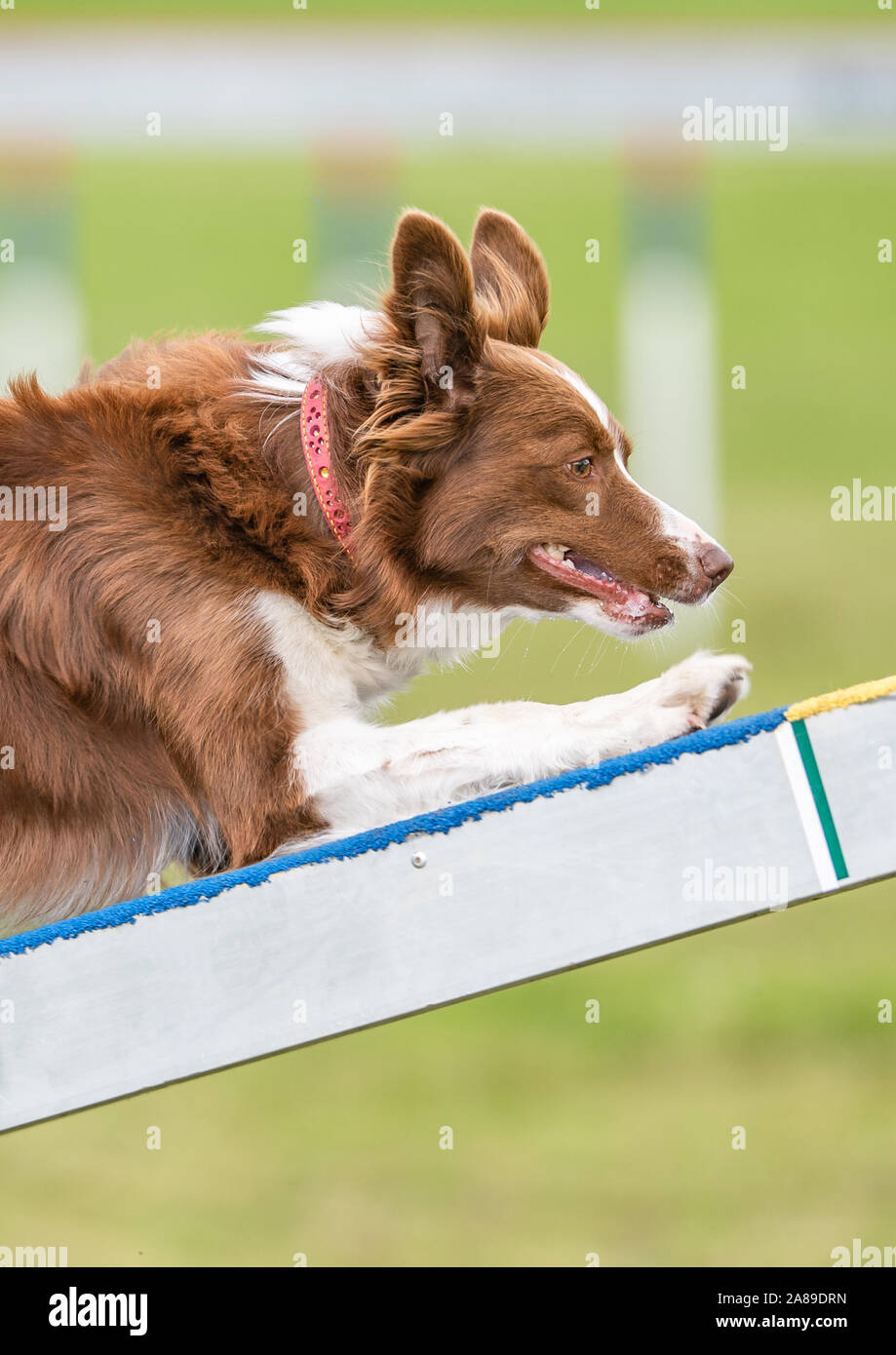 Border Collie, dog agility, see saw Stock Photo Alamy