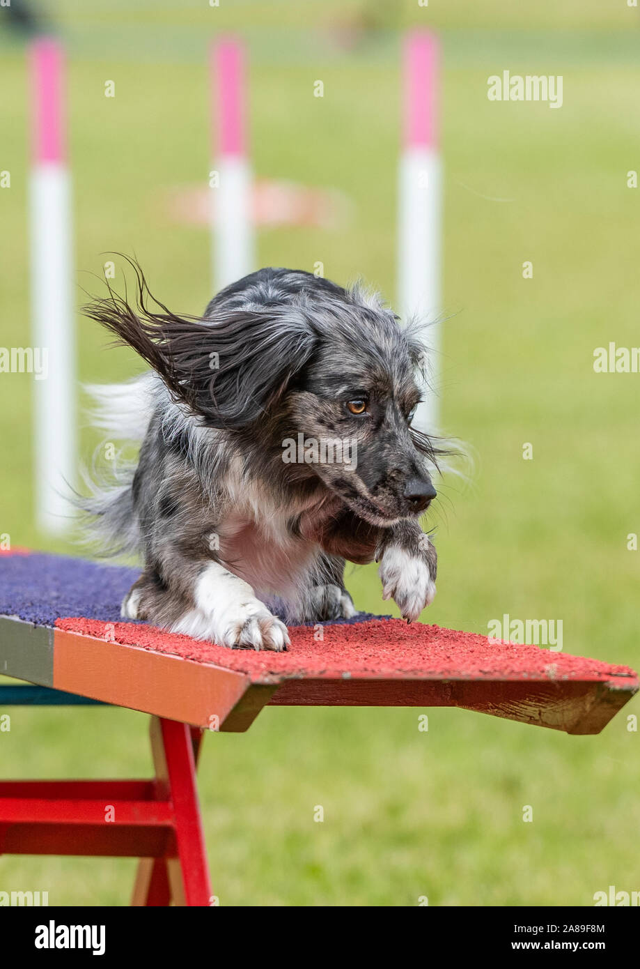 dog agility seesaw